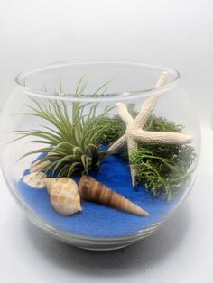 a glass bowl filled with plants and sea shells