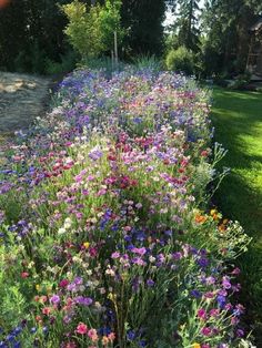 colorful flowers are growing along the side of a road in front of some trees and grass