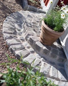 a potted plant sitting on top of a stone walkway next to a door with flowers growing out of it