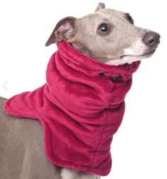 a dog is wearing a pink scarf