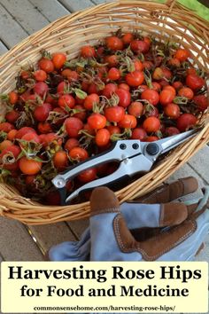 a basket filled with lots of tomatoes next to a pair of gardening shears on the ground