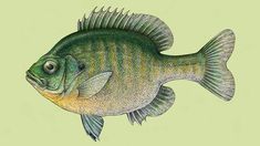 a drawing of a fish on a light green background with watermarked image in the bottom right corner