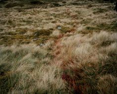 an open field with grass and rocks in the background