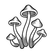 black and white drawing of mushrooms