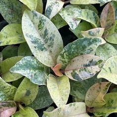 green and white leaves with brown spots on them