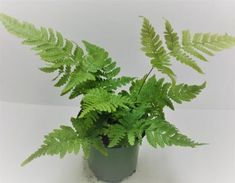 a green plant in a pot on a white surface with room for text or image