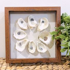 an image of seashells in a frame on a wicker basket next to a potted plant