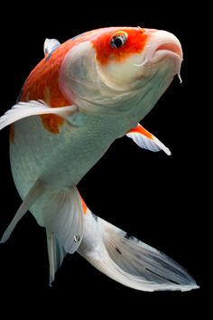 an orange and white fish is swimming in the water with it's mouth open