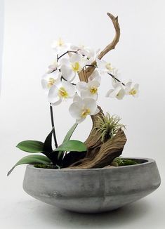 a potted plant with white flowers in it