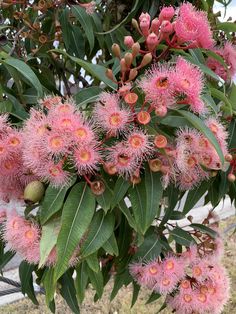 pink flowers and green leaves on a tree