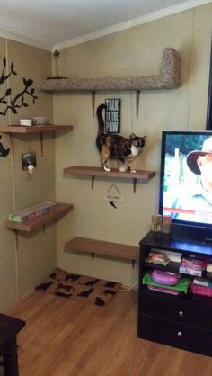 a cat sitting on top of a wooden shelf in front of a tv