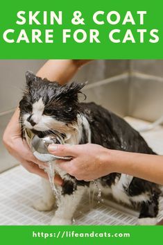 a person washing a cat in a bathtub with the caption skin & coat care for cats