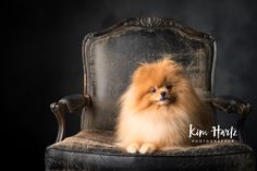 a small brown dog sitting on top of an old chair with its head turned to the side