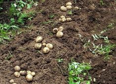 potatoes are growing in the dirt on the ground