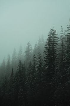 a forest filled with lots of trees covered in fog