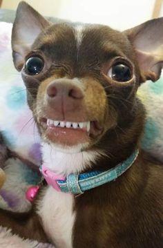 a small brown and white dog with big blue eyes