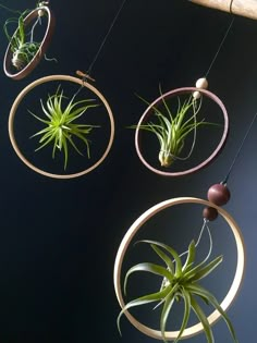 three air plants hanging from circular wooden hoops on a black wall, with one plant in the center