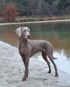 a dog standing on the beach next to water