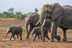 an adult elephant and two baby elephants walking together in the dirt with trees in the background