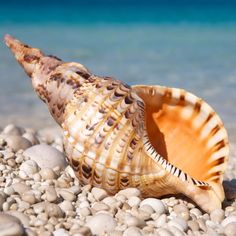 a sea shell is laying on the beach