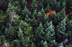 an aerial view of trees in the forest