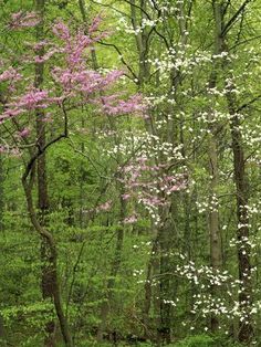 pink and white dogwood trees in the woods