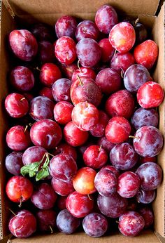 a box filled with lots of red and purple plums on top of a table