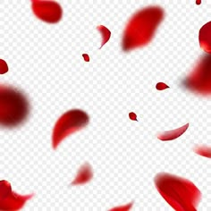 red petals falling down on a transparent background