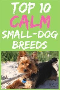 a small dog laying on the ground with a stick in it's mouth and text that reads top 10 calm small - dog breeds