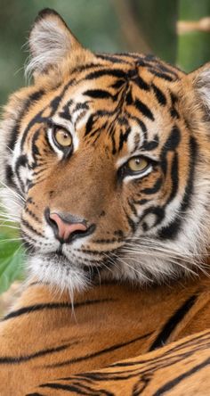 a close up of a tiger laying on the ground