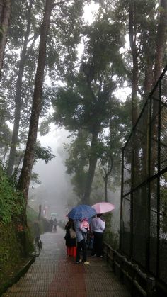 several people with umbrellas are standing on a path in the foggy woods near a fence