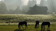 three horses graze on grass in front of a house and foggy mountain range