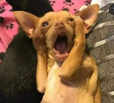 a small dog is yawning while laying on its back with it's mouth open