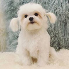 a small white dog sitting on top of a fluffy bed next to a blue pillow