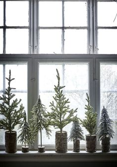 several small trees are placed in front of a window