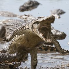 a group of alligators in the water with their mouths open and one is about to jump into the water