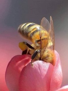 a bee sitting on top of a pink flower