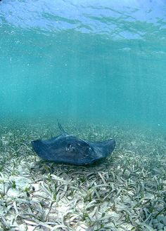 a manta ray swims over a bed of seaweed in the ocean floor