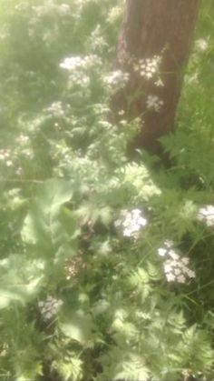 the sun shines through the leaves and flowers on the ground next to a tree