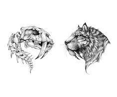 two drawings of lions'heads, one in black and white