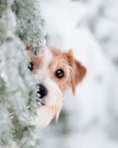 a brown and white dog is peeking out from behind a green tree branch in the snow