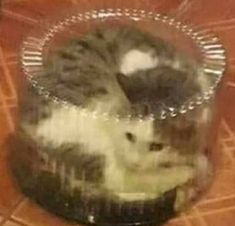 a cat sitting in a plastic container on the floor