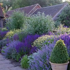 a garden filled with lots of purple flowers