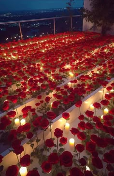 rows of red roses with lit candles in the middle on display at an outdoor event