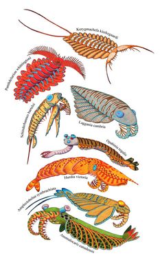 Kerygmachela, Laggania, Hurdia, Anomalocaris, Amplectobelua, Pambdelurion Prehistoric Wildlife, Prehistoric World, Ancient Animals, Prehistoric Art, Paleo Art, Alien Concept Art, Extinct Animals, Prehistoric Creatures, Scientific Illustration