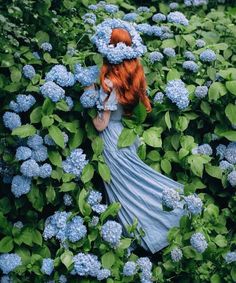 a woman with long red hair is standing in the middle of blue hydrangeas