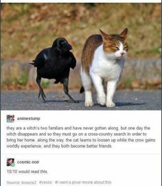 two cats walking next to each other on the street with one black bird in front of them