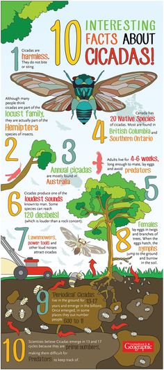 an illustrated poster with numbers and insects on it's sides, including the words 10 interesting fact about cicadas