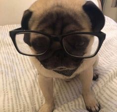 a pug dog wearing glasses on top of a bed