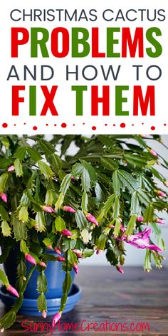 a potted plant with the words christmas cactus problems and how to fix them on it